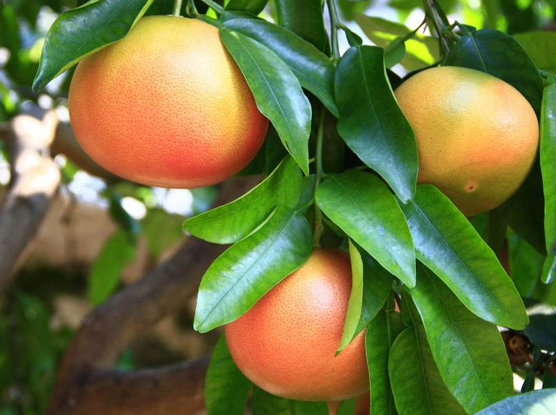 Как правильно выращивать и ухаживать за плантациями грейпфрута?