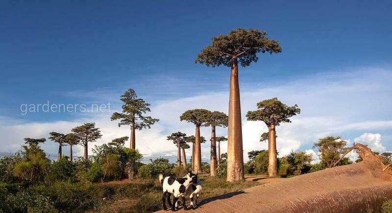 Аллея баобабов, Мадагаскар