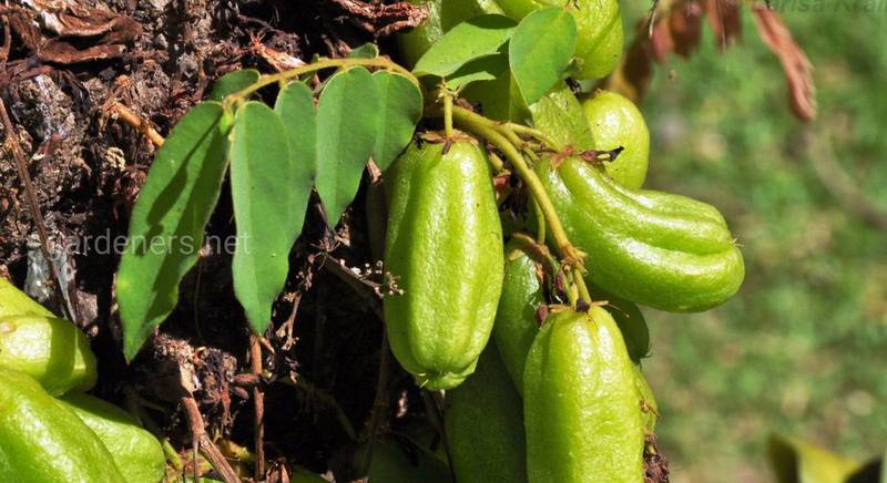 Выращивание огуречного дерева (билимби): по зубам ли малазийский экзот дачникам?