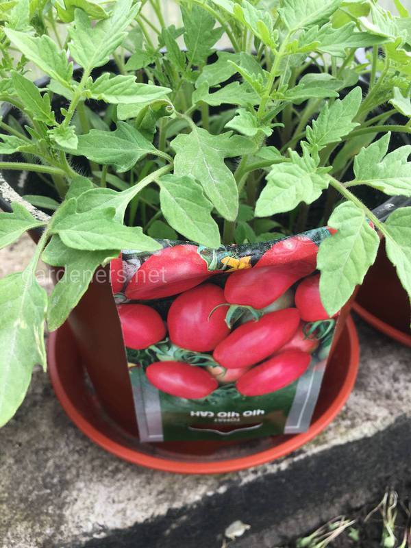 Как вырастить томат Рома в горшке?