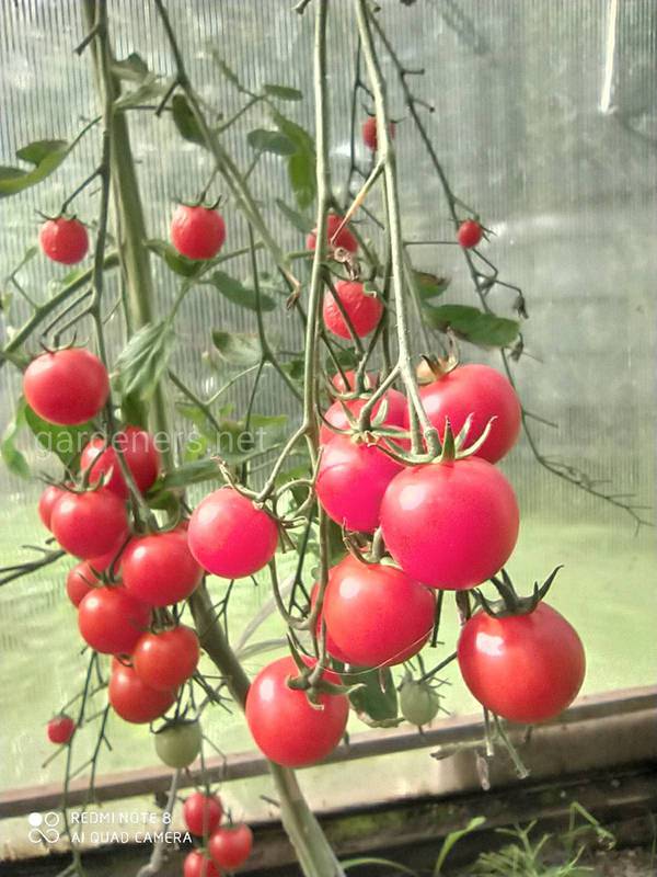 Как правильно подвязать помидоры в тепличных условиях?