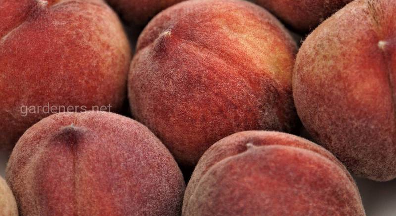 Як правильно збирати та зберігати персики?