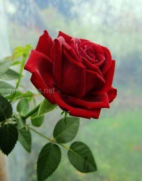 Миниатюрная роза Kiss Kordana