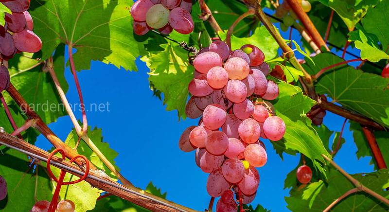 Найсолодші сорти винограду