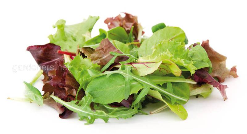 Польза листьев салата на организм человека 