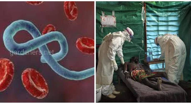 Вирусная болезнь Эбола - острая вирусное заболевание, распространяющееся контактным путем