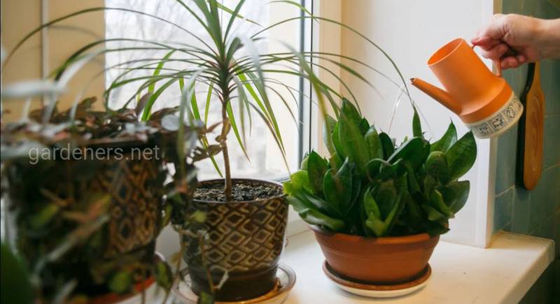 Осенний уход за цветником в квартире: универсальные правила и индивидуальные рекомендации для растений