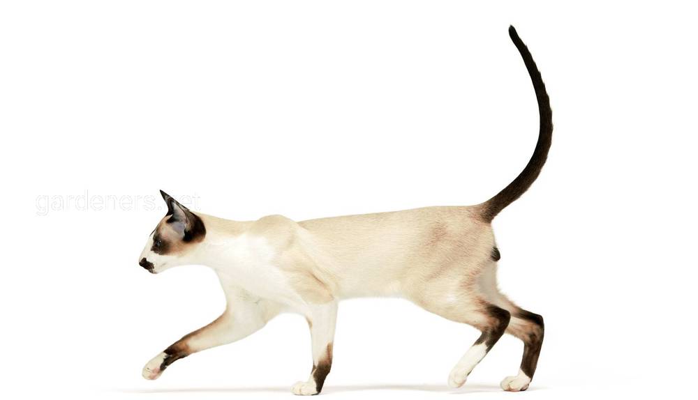 Сейшельский синеглазый кот