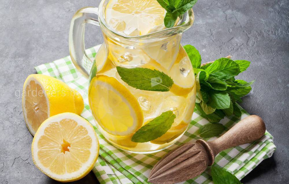 Рецепт лимонада