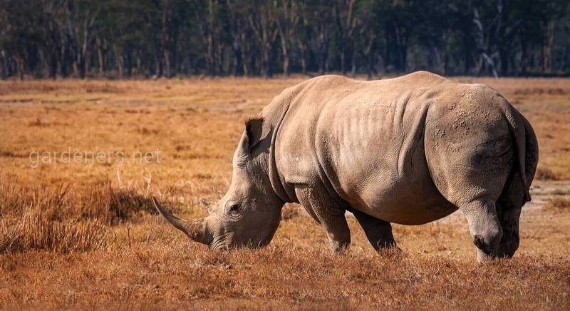 Черный носорог – национальное достояние Кении - Африка...