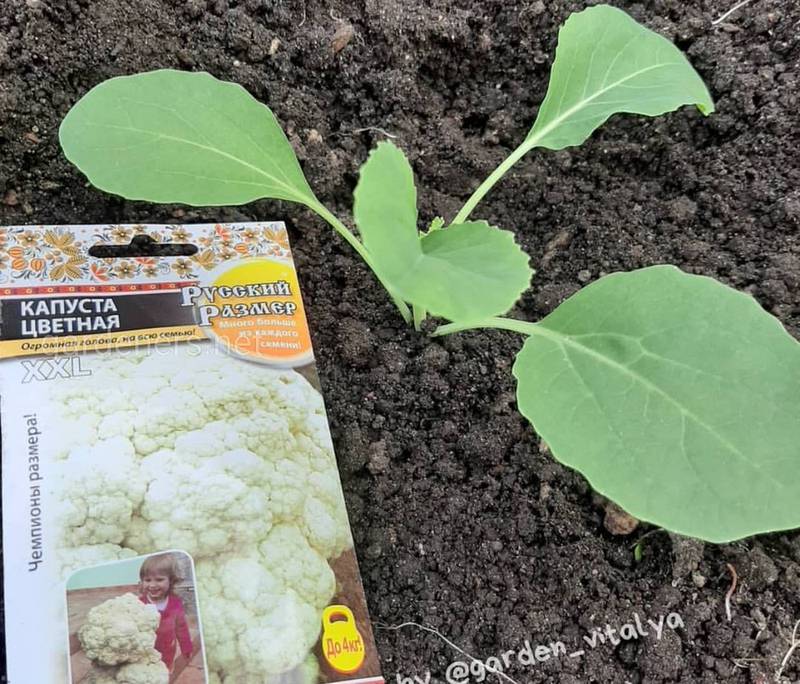 Які основні вимоги до вирощування розсади цвітної капусти?