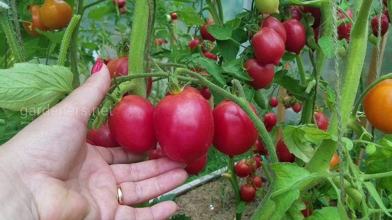 Агротехніка виробництва томатів