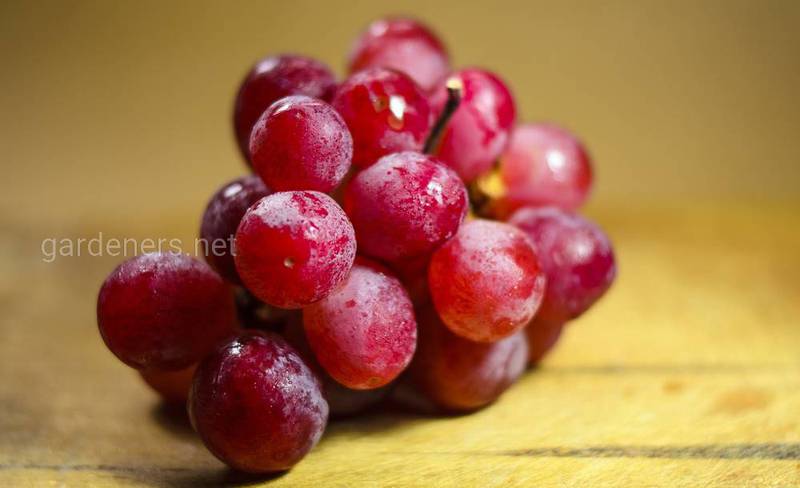 Интересные факты про виноград! 