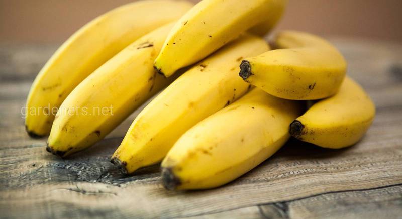 Топ-10 рецептов смузи с бананом