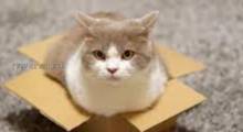 Почему кошки  любят прятаться в коробках?