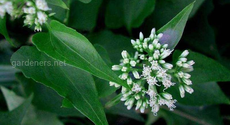 Микания: красивое растение семейства Астровых