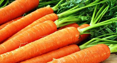 Морковь посевная