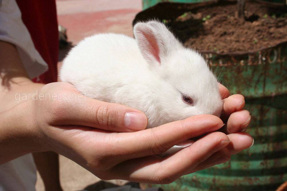 Навчання ручного кролика