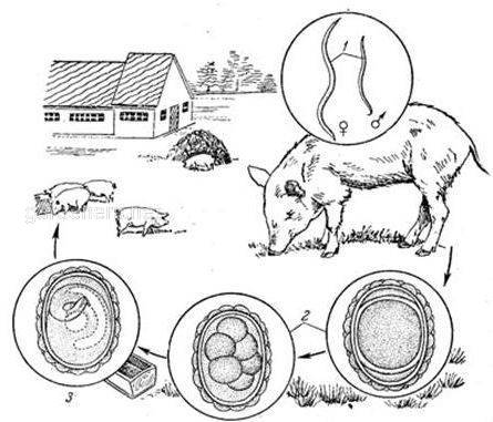 Жизненный цикл свиной аскариды