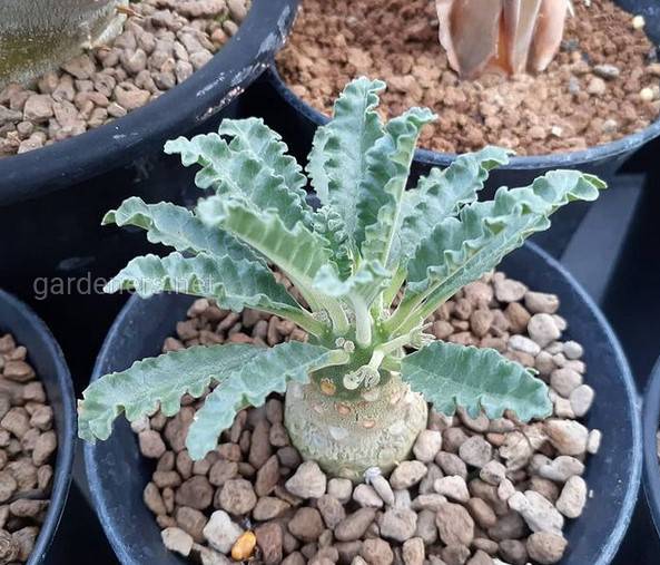 Dorstenia lavranii