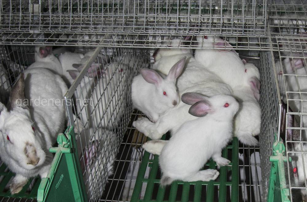 У клітках кролі