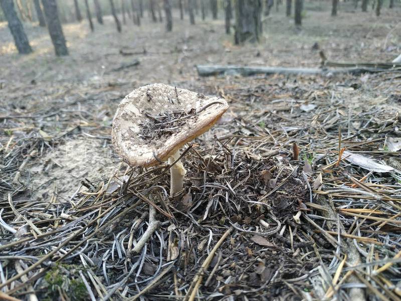 Бледная поганка - один из самых ядовитых грибов - как не перепутать его со съедобными?