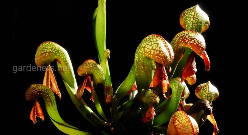 Дарлингтония: посадка, уход и размножение единственного вида плотоядного растения