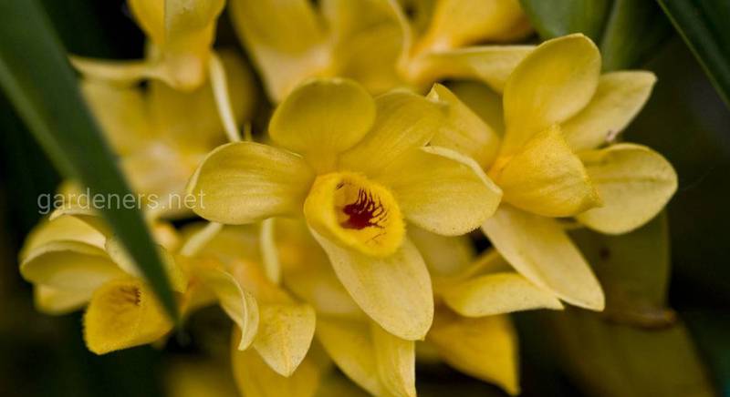 Секреты правильного ухода за орхидеей дендробиум