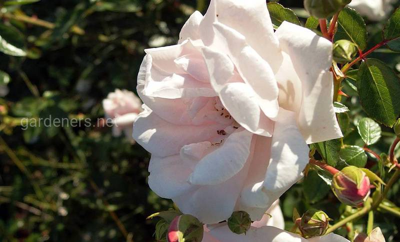 Троянда «Новий світанок»- одна з найпопулярніших витких троянд у світі