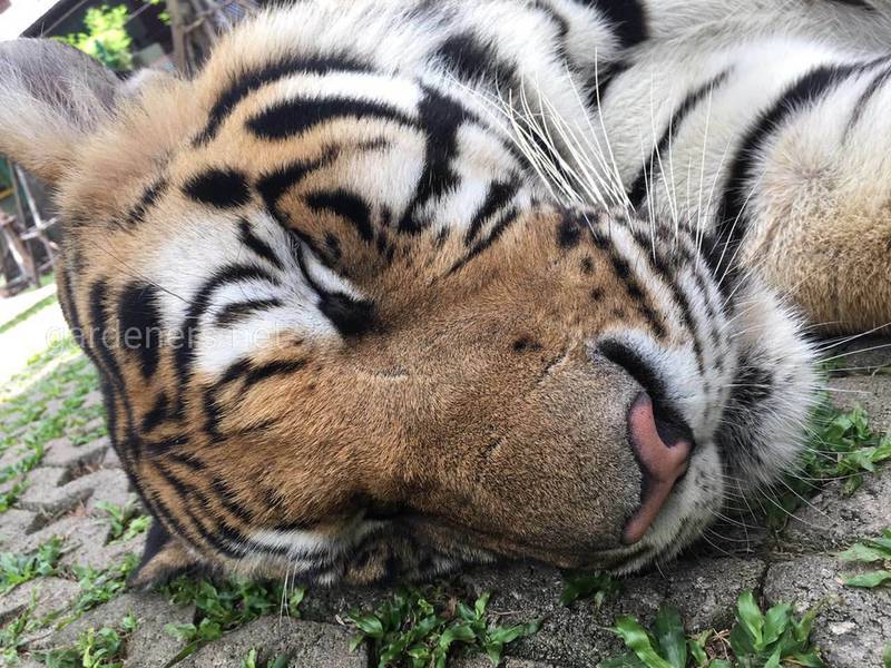 9 интересных фактов о тиграх