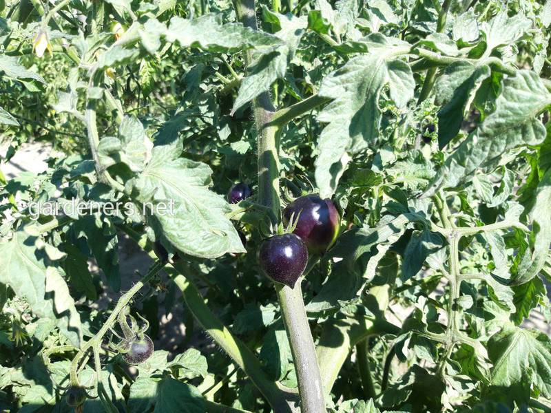 Кумато - незвичайний чорний помідор! Його походження та характеристика!