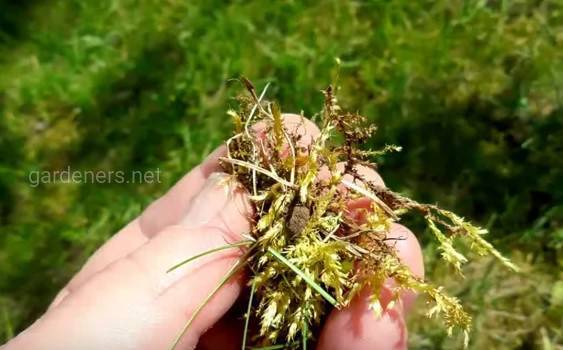 Как удалить мох с газона