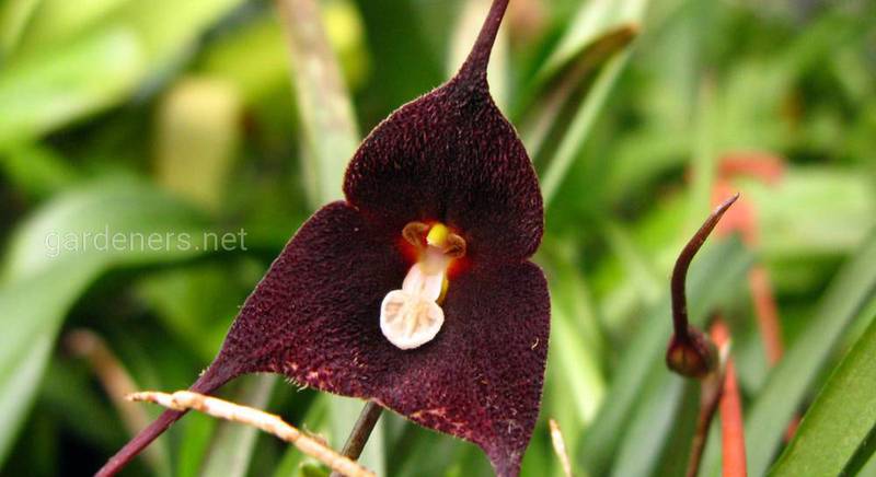 Орхидея Дракула дома: правильный уход за цветущим растением