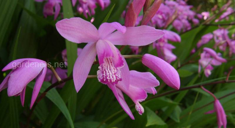 Блетилла – садовая орхидея для любого цветника. Как вырастить в саду?