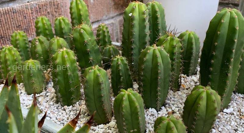 Кактус Сан-Педро: опис дивної рослини