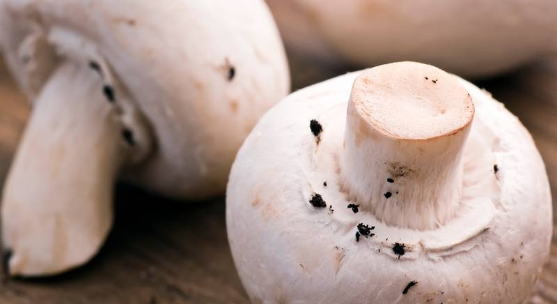 Шампиньон – вкусные и полезные грибы. Виды шампиньонов