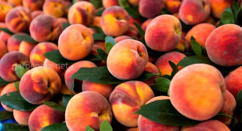 Те чого ви могли не знати про персик 