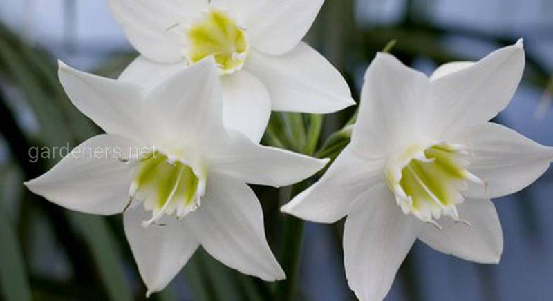 Еухаріс - граціозна квітка романтиків. Що робити якщо еухаріс не квітне?