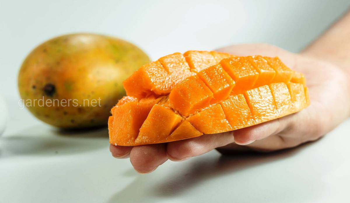 как выбрать манго для размножения