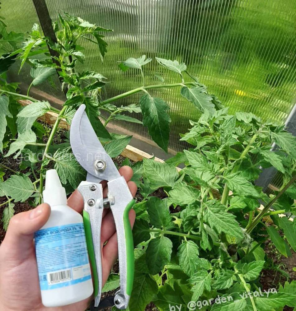 Формирование кустов томатов