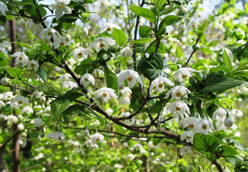 Styrax americanus