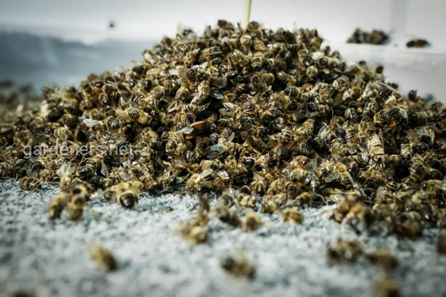 Користь бджолиного підмору