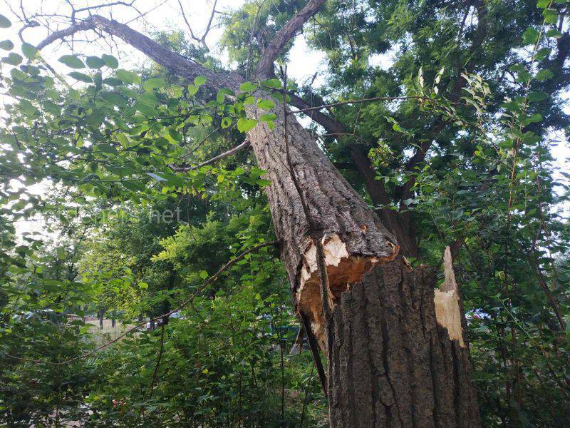 сломанное дерево