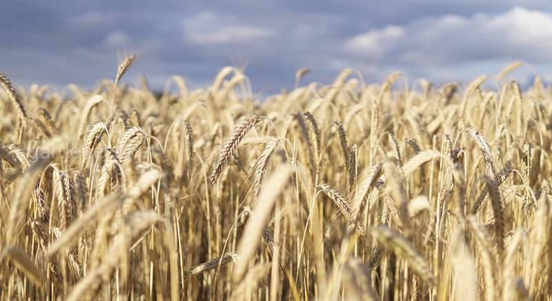 Як відбувається зерноутворення та дозрівання зерна пшениці?