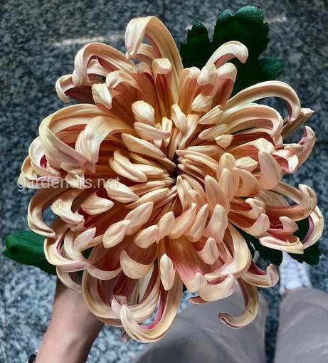Chrysanthemum Vienna