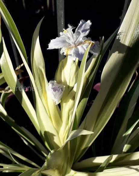 Iris japonica Variegata