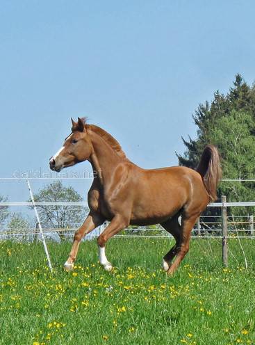 Soraya лошадь