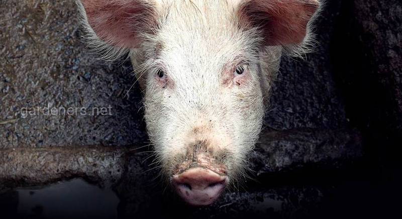Африканська чума свиней і держпідтримка аграріям, або Хто блокує виплату коштів свинокомплексам, постраждалим від вірусу