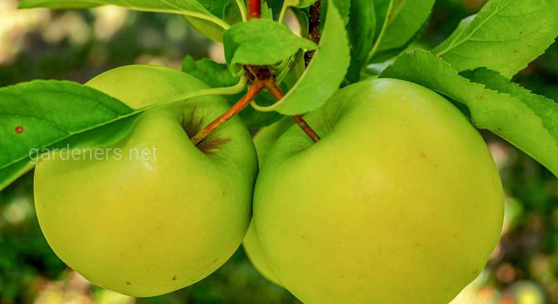 Топ-12 цікавих фактів про яблуню