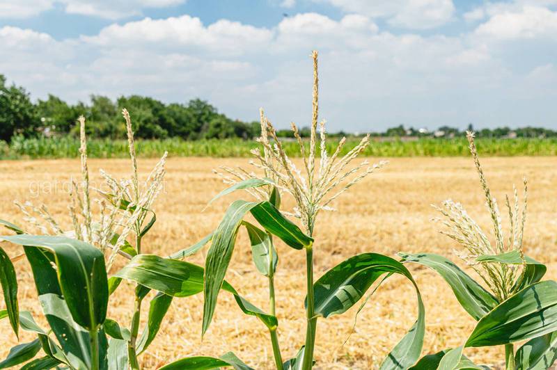 Кукурудза. Найкращі температурні умови та складності при надлишкових опадах
